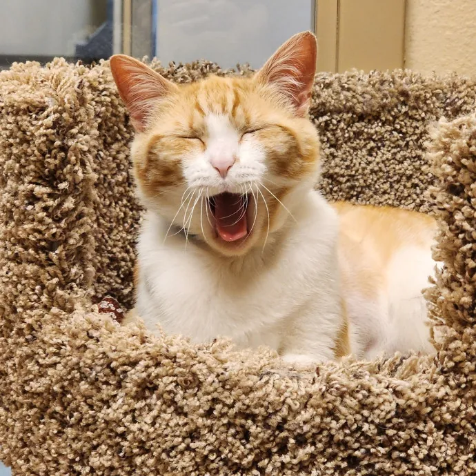 Cat Care Concierge