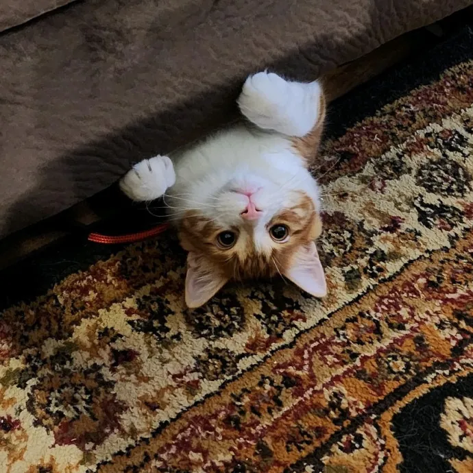 Cat Care Concierge