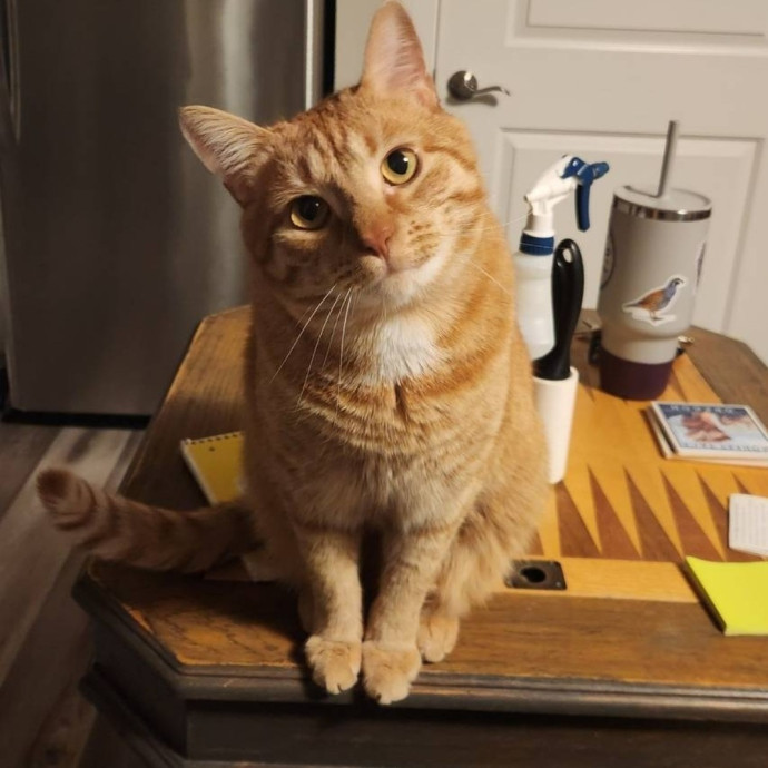 Cat Care Concierge