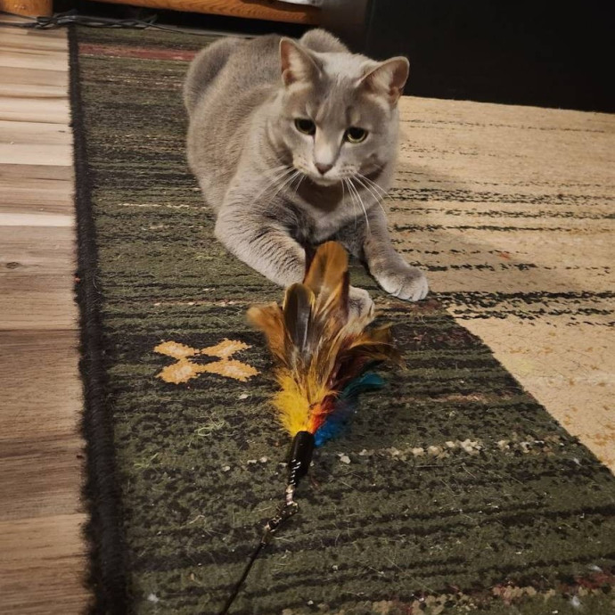 Cat Care Concierge