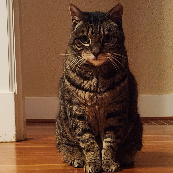Cat Care Concierge