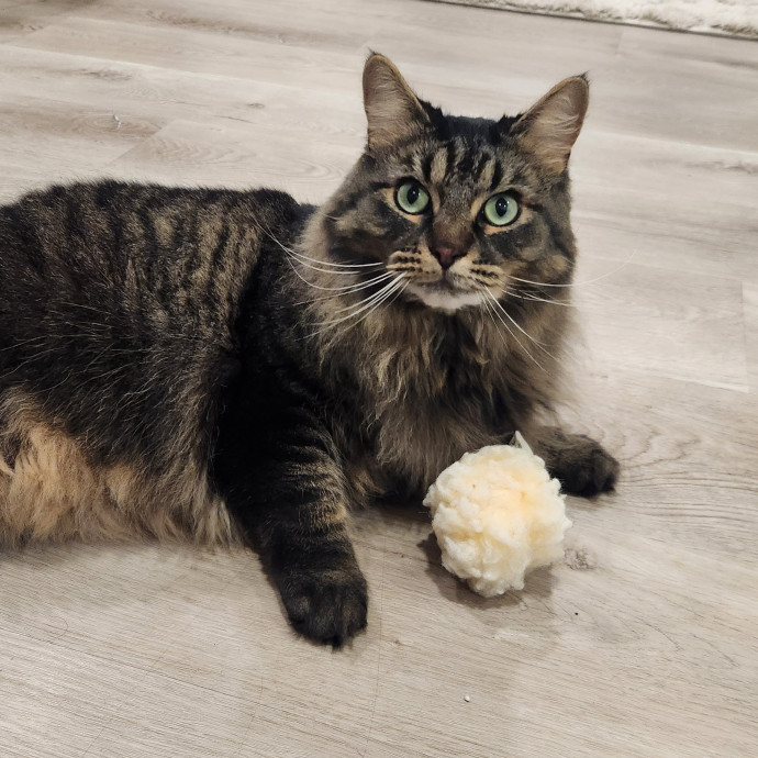Cat Care Concierge photo 3