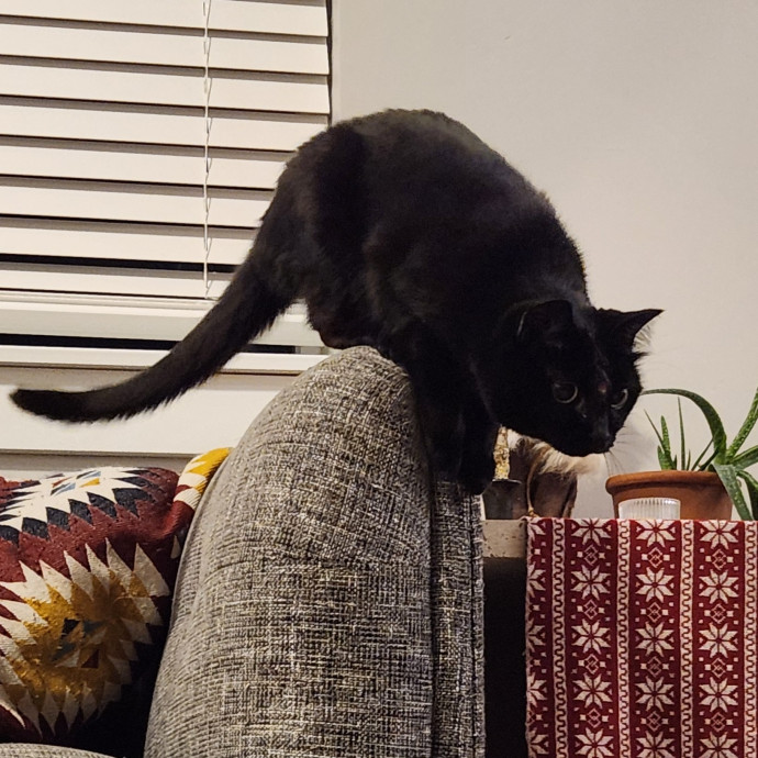 Cat Care Concierge photo 2