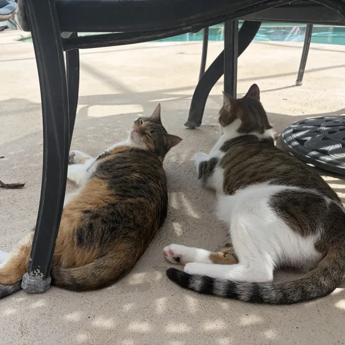 The Purrfect Person For Your Cats