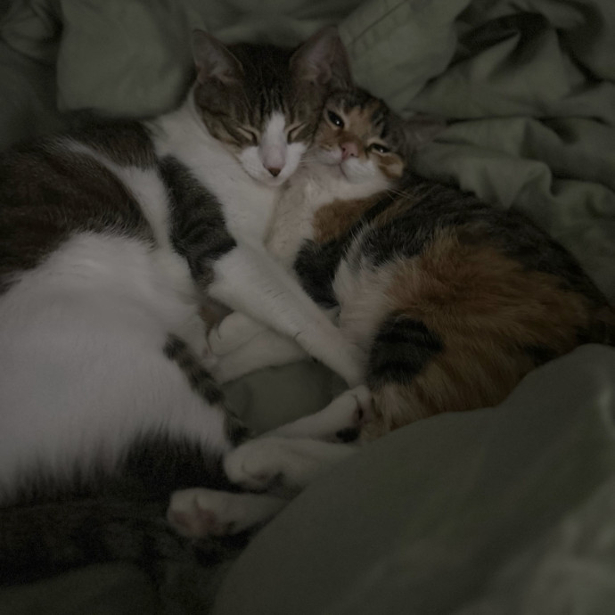 The Purrfect Pick