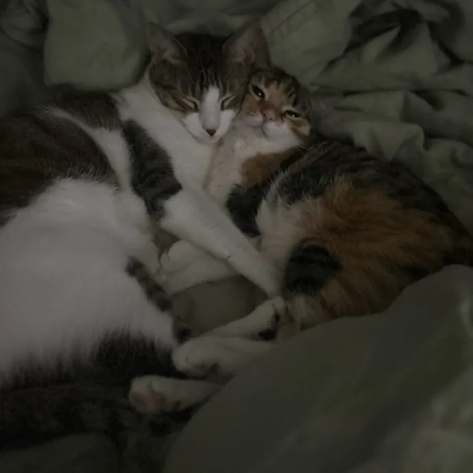 The Purrfect Person For Your Cats