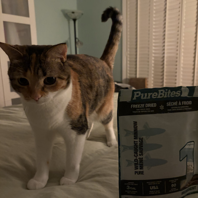 The Purrfect Pick photo 2