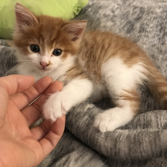 A Compassionate And Loving Cat Person photo 3