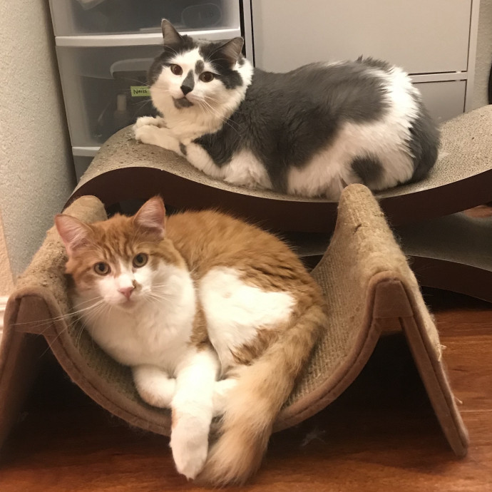 A Compassionate And Loving Cat Person photo 2