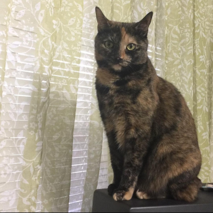 Calm Reliable Cat Care You Can Trust
