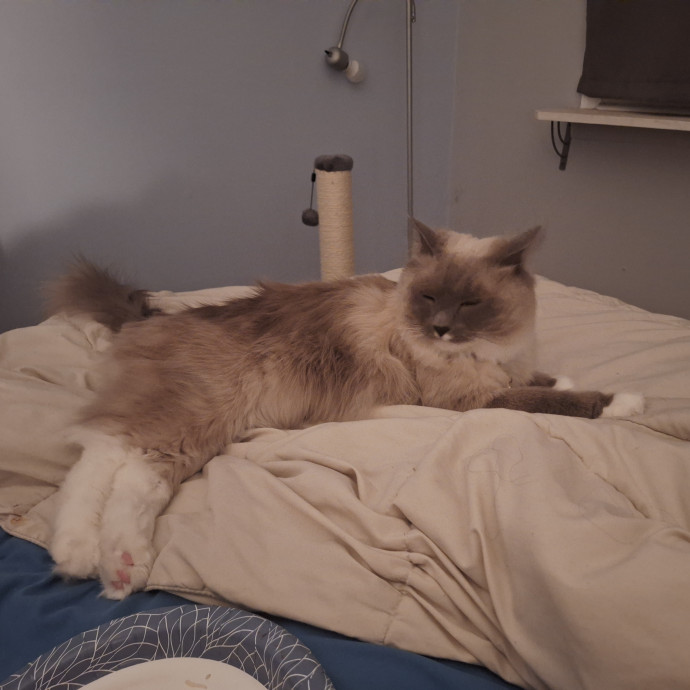 Calm Reliable Cat Care You Can Trust