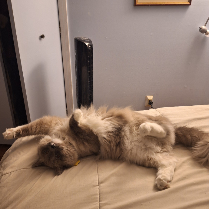 Calm Reliable Cat Care You Can Trust