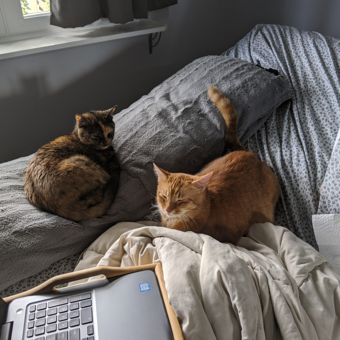 Calm Reliable Cat Care You Can Trust photo 3