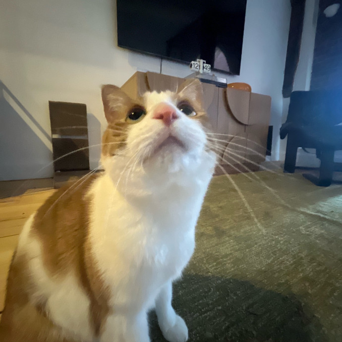 Purrrfection Guaranteed photo 2