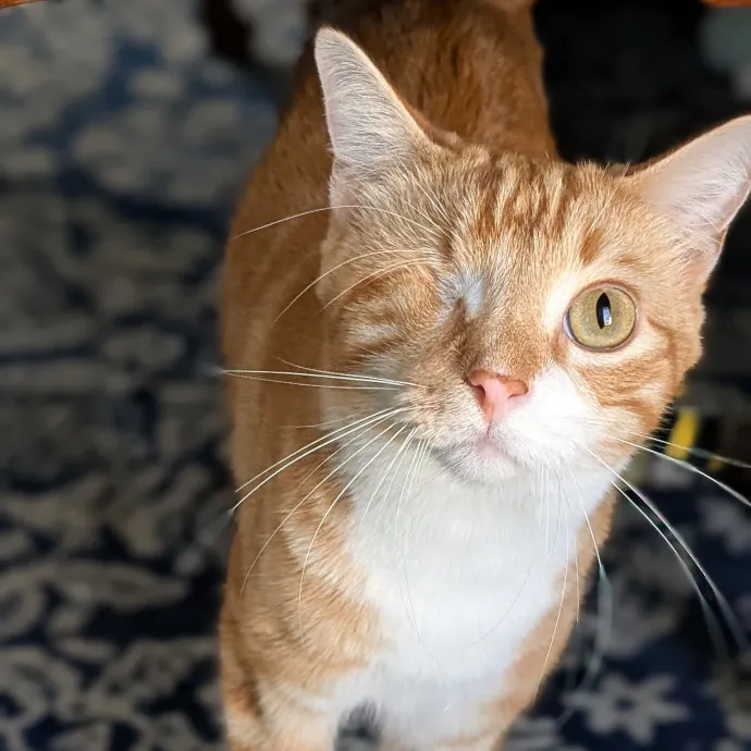 Cat Cuddler And Couch Companion