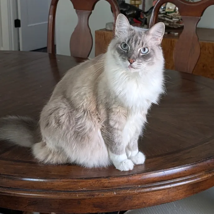 Cat Cuddler And Couch Companion