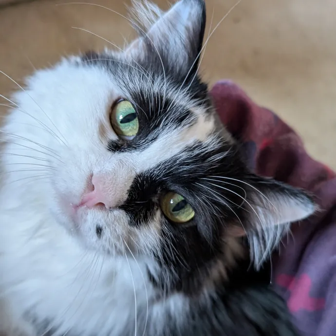 Cat Cuddler And Couch Companion