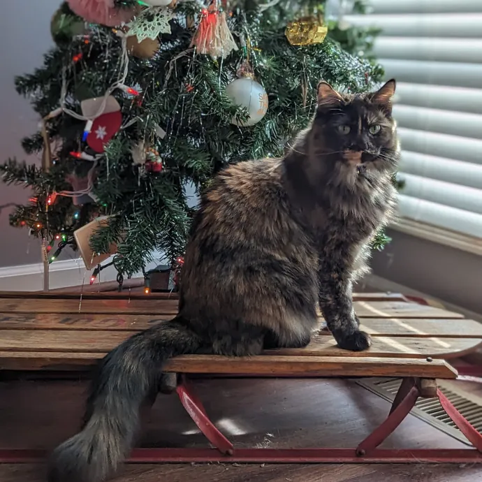 Cat Cuddler And Couch Companion