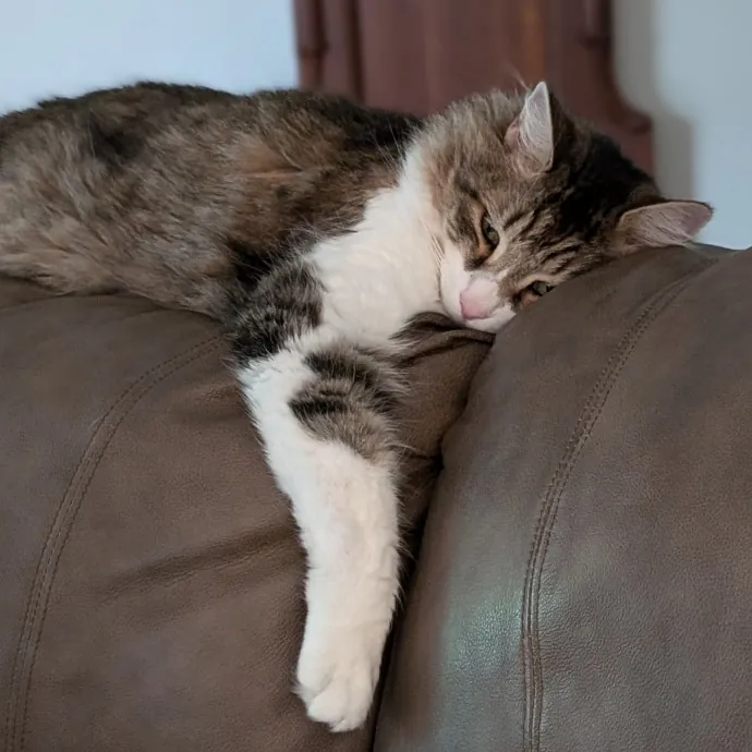 Cat Cuddler And Couch Companion