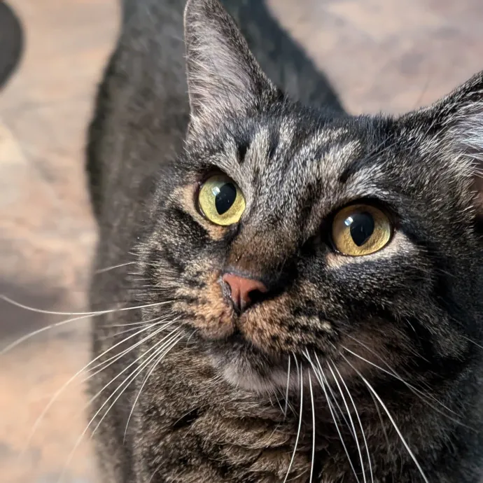 Cat Cuddler And Couch Companion photo 4