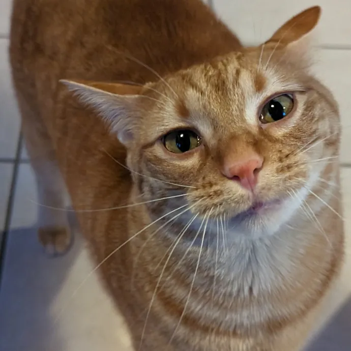 Cat Cuddler And Couch Companion photo 3