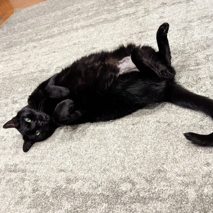 Cat Cuddler And Couch Companion photo 2