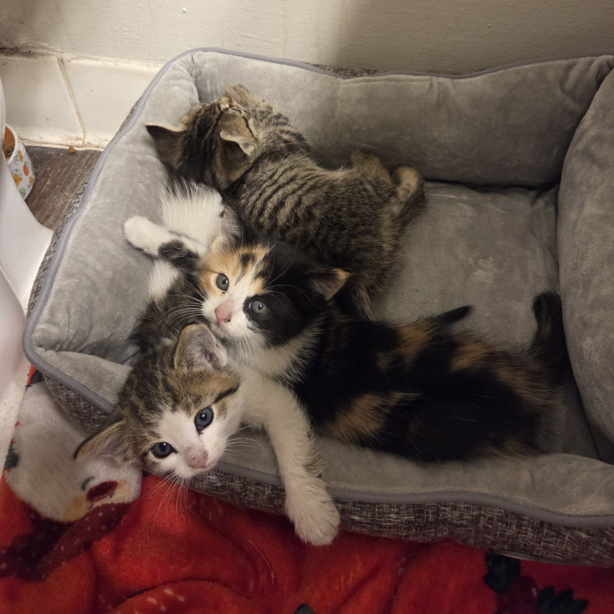 Pro Veterinary Experience Cat Lady