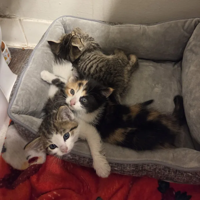 Pro Veterinary Experience Cat Lady