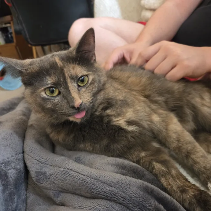 Pro Veterinary Experience Cat Lady