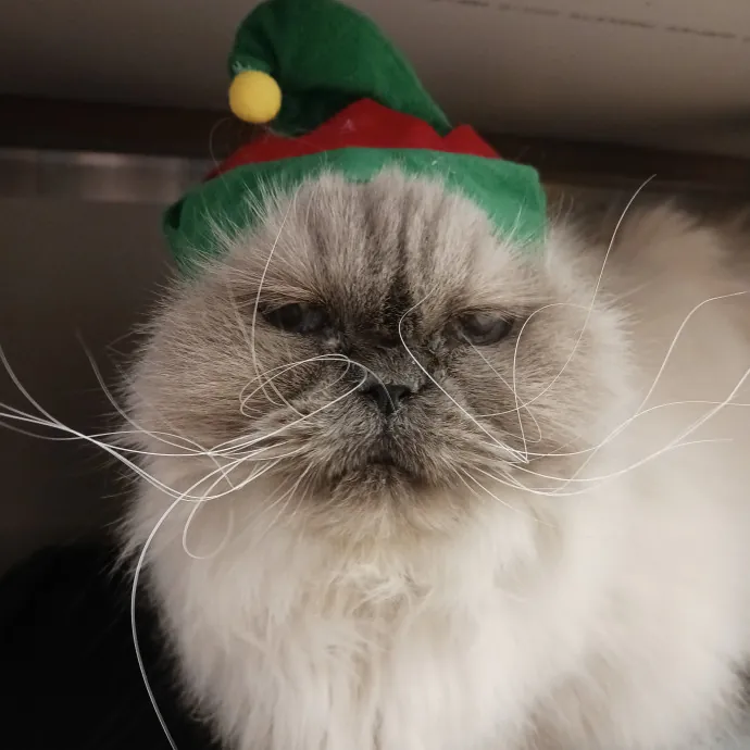 Pro Veterinary Experience Cat Lady photo 2