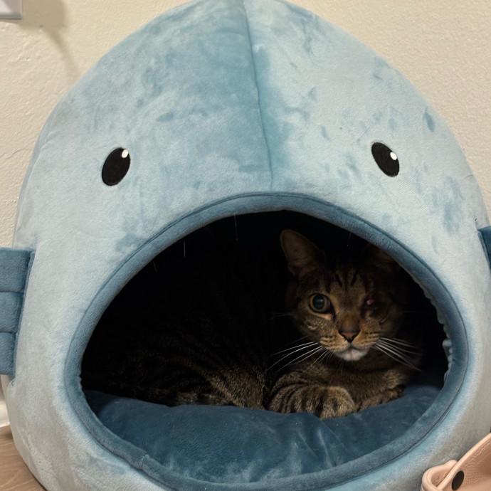 Caro's Cat Care