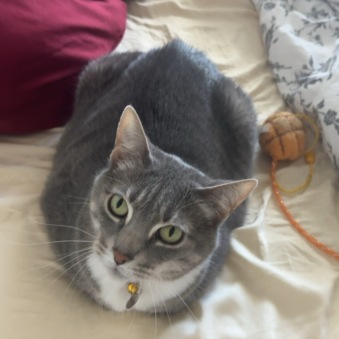 Caro's Cat Care