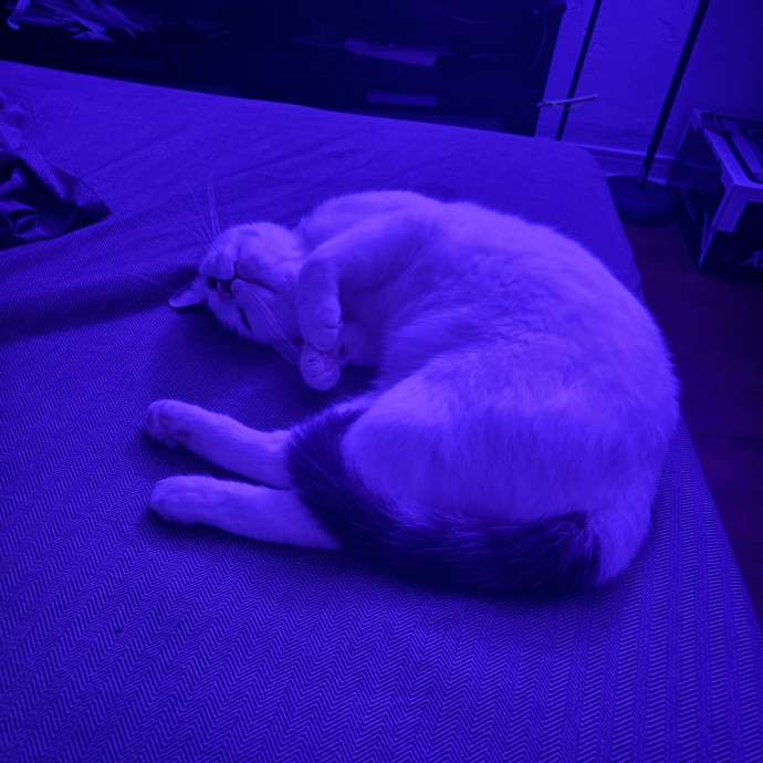 Caro's Cat Care