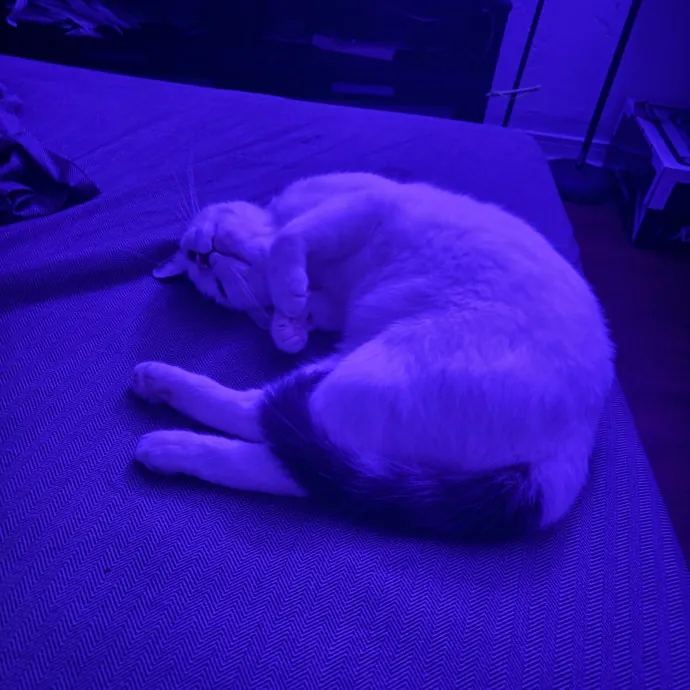 Caro's Cat Care