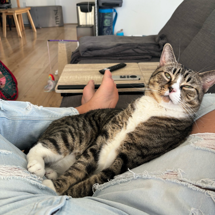 Caro's Cat Care
