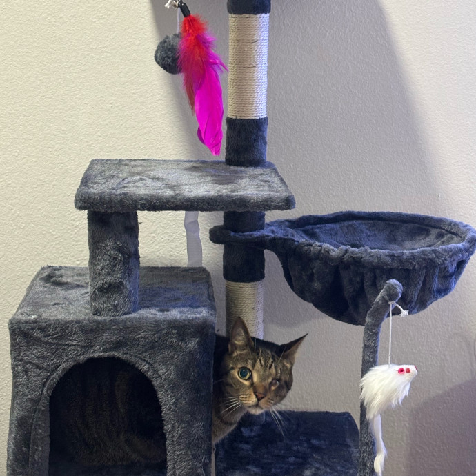 Caro's Cat Care photo 3