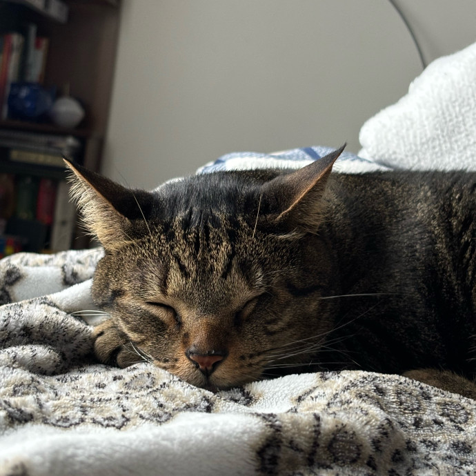 Caro's Cat Care photo 2