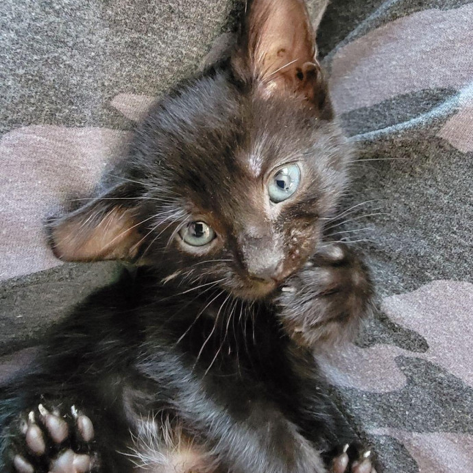 Cat Cuddles And Care Llc