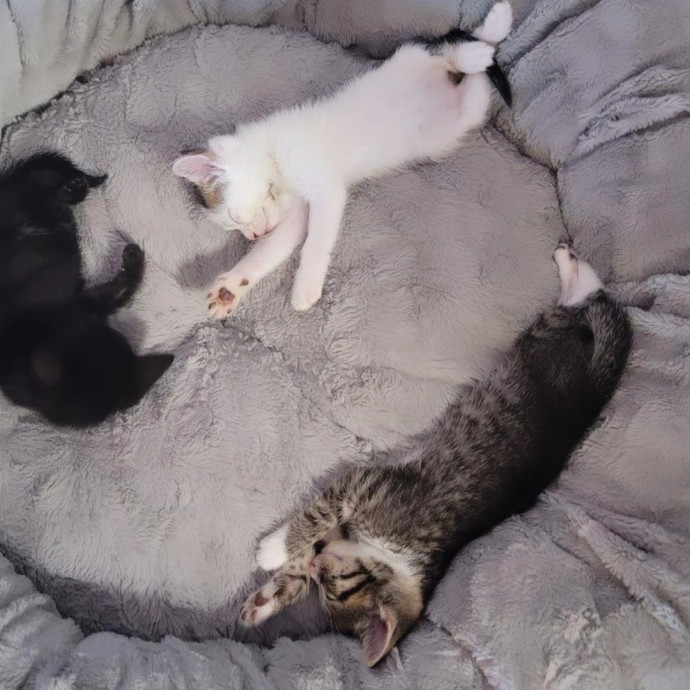 Cat Cuddles And Care Llc