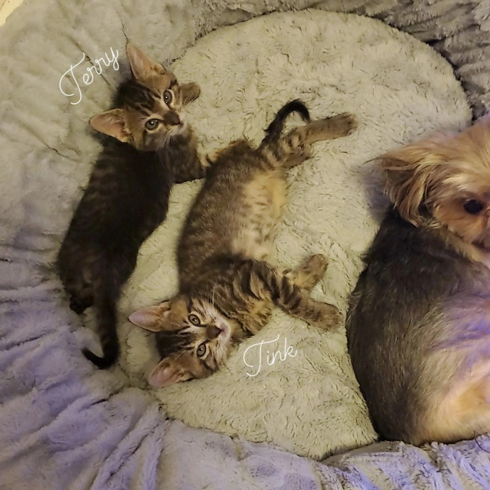 Cat Cuddles And Care Llc