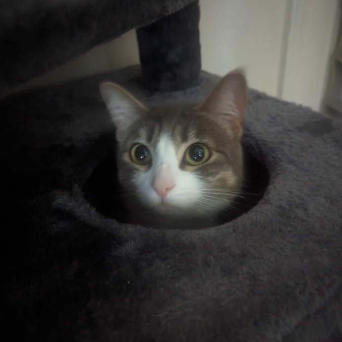 Cat Cuddles And Care Llc