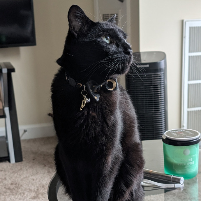 Cat Cuddles And Care Llc