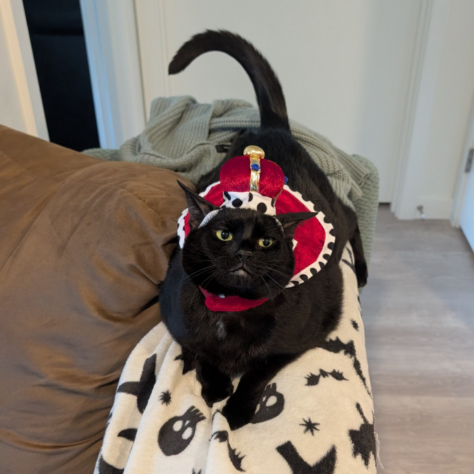 Cat Cuddles And Care Llc photo 2