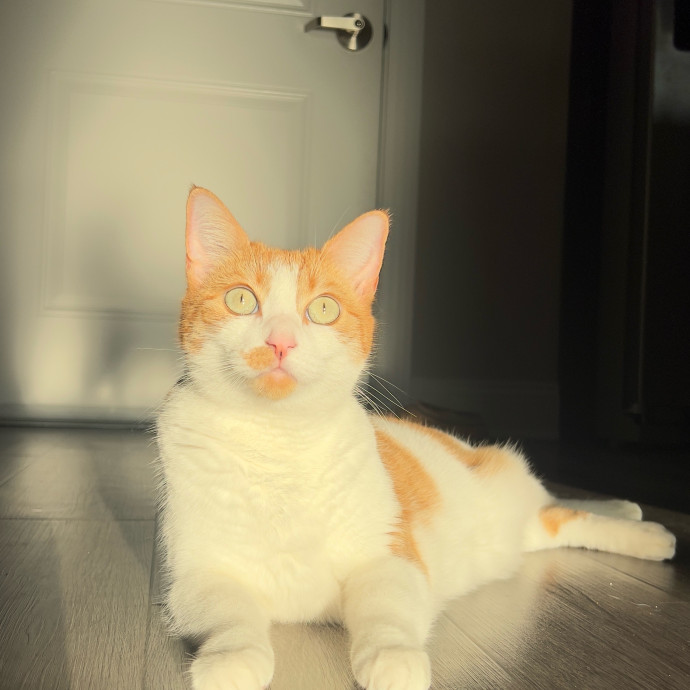 The Haus Cats Of Nj