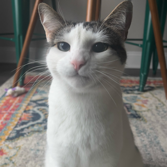 The Haus Cats Of Nj