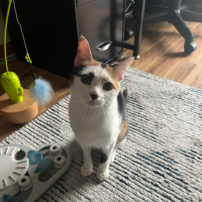 The Haus Cats Of Nj
