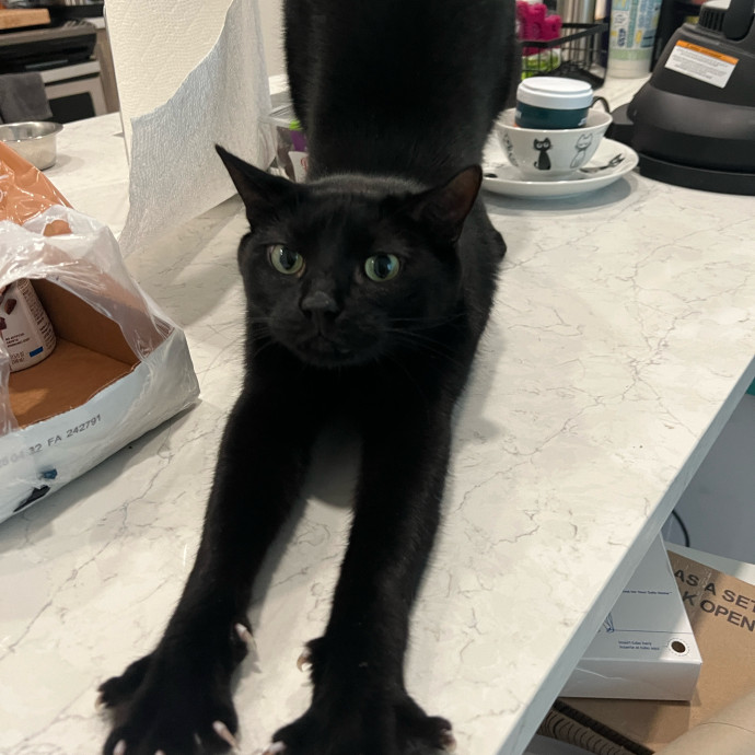 The Haus Cats Of Nj
