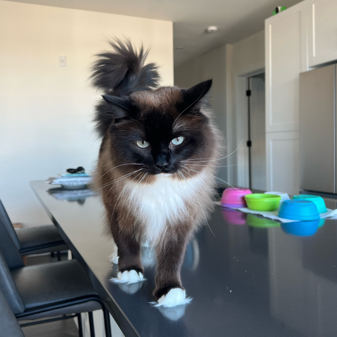 The Haus Cats Of Nj