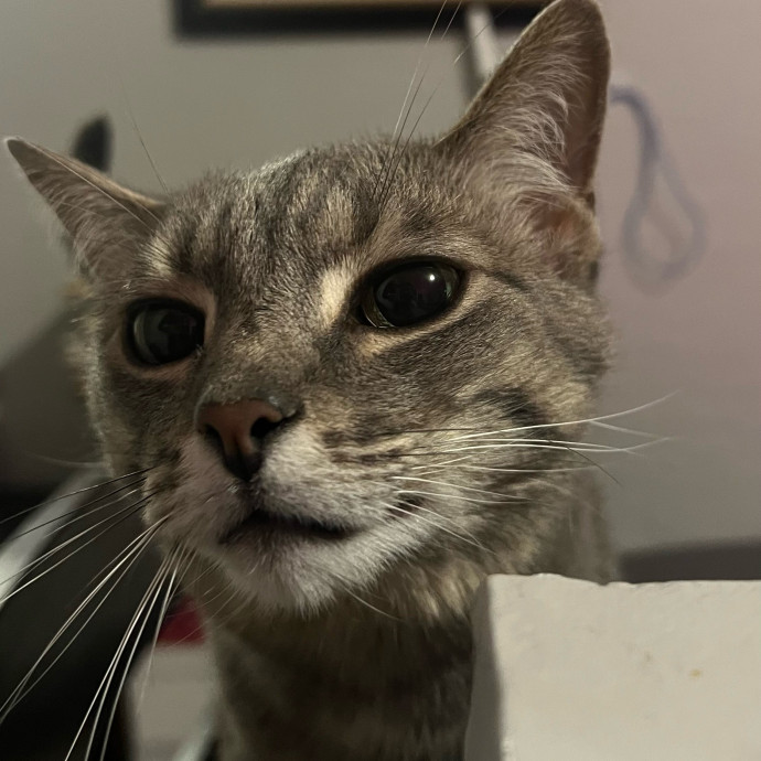The Haus Cats Of Nj