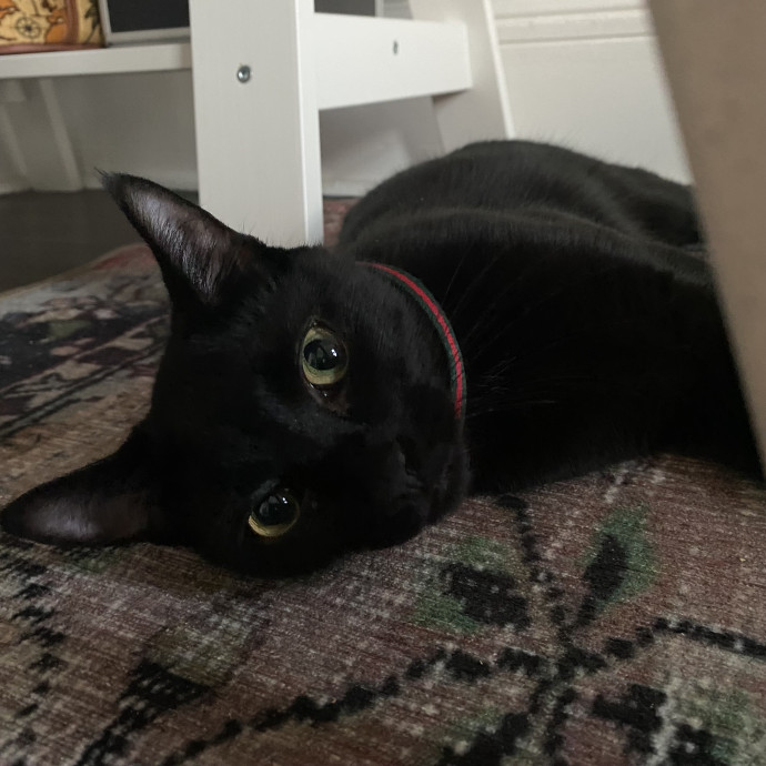 The Haus Cats Of Nj